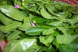 Tô canh rau sâm
