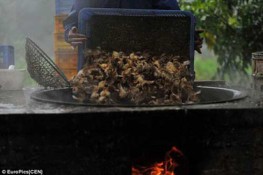 Trung Quốc thả gà con vào nước sôi tránh dịch