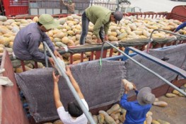 Người dân không nên sử dụng nông sản Trung Quốc