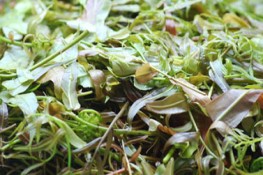 Mê mẩn đặc sản Tây Nguyên