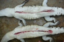 Bán cá sấu công khai ở chợ