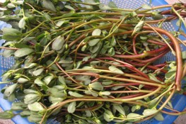 Bữa cơm nhà với món rau sam