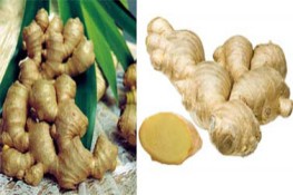 Tiêu hủy gừng Trung Quốc tại chợ đầu mối Bình Điền