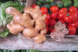 Gừng độc được dùng nhiều trong nhà hàng