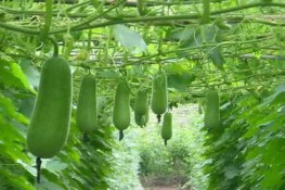 Thuốc tốt từ bí xanh