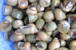 Mùa ốc gạo tháng 5