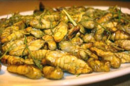 Ngon ngon nhộng tằm xứ Quảng