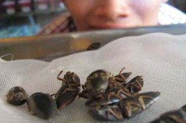Đặc sản cường dương của các quý ông