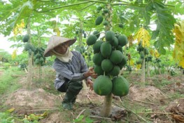 Cây đu đủ đực ra hàng trăm quả