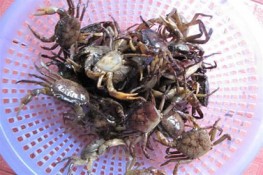 Dân lo ngại cua đồng nhiễm độc