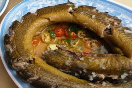Khám phá về lươn
