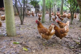 Bạn đã bao giờ nghe thấy thuật ngữ “Free-range”- “Chăn thả”??