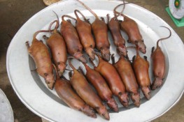 Đi chợ chuột ở Hà Nội