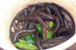 Nhớ hoài cá bống sông Thu Bồn
