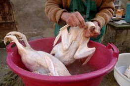 Choáng vì dùng hóa chất làm lông gia súc, gia cầm