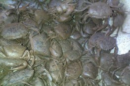 "Hóa trang" cho cua thành cua đồng