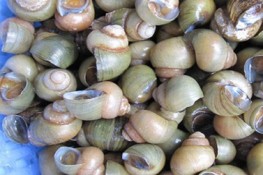 Mùa ốc gạo ở Tân Phong
