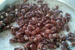 Ăn bù rầy ở An Giang
