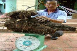 Người nông dân chuyên trồng khoai "khổng lồ"