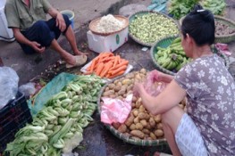 Khoai tây Trung Quốc đội lốt khoai nội