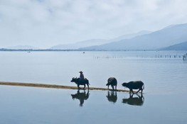Sò phi quê tôi