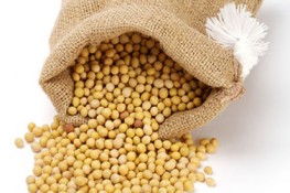 Phòng chống ung thư phổi cho Nam giới bằng đậu nành