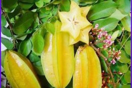 Phòng sốt xuất huyết bằng khế