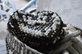 Thú vị đi câu ong đất