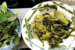 Đọt nghệ bó lòng