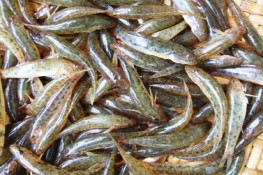Mê cá bống Trà giang