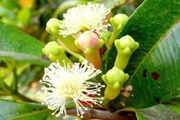 Ngạc nhiên với những tác dụng của đinh hương