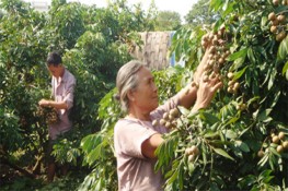 Nhãn lồng Hưng Yên được mùa thì lo mất giá