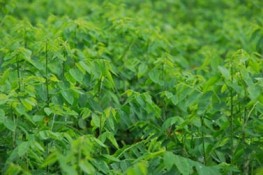 Phụ nữ mang thai không nên ăn rau ngót sống