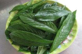 Chữa viêm họng bằng lá xương sông