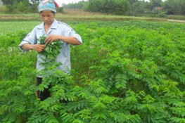 Phun thuốc kích thích rau ngót để nhanh được bán