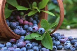 Những loại rau củ chứa chất chống oxy hóa