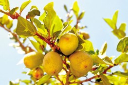 Công dụng tuyệt với của quả thằn lằn