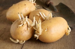 Khoai tây mọc mầm gây độc cho cơ thể