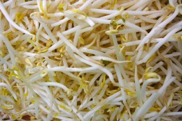 Nếu gia đình bạn hay ăn giá đỗ điều gì sẽ xảy ra