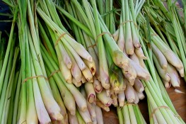 Vì sao nhà dù nhiều đất hay không bạn cũng cần trồng vài cây sả? 