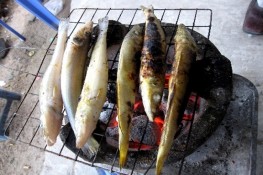 Về Quảng Yên, ăn cá đục nướng