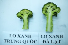 Mẹo hay nhận biết súp lơ Trung Quốc nhanh chóng