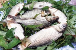 Thưởng thức cá lúi kho rau răm