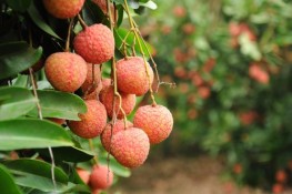 Mẹo hay giữ quả vải tươi ngon lâu hơn