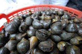 Hết ăn ốc mò tới ăn ốc nhảy
