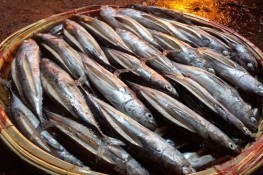 Mùa cá lồ ồ