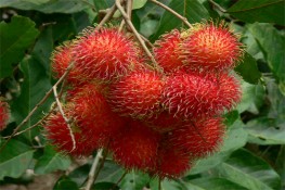 Cách chọn chôm chôm ngon cho chị em
