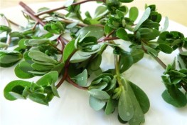Những bài thuốc với rau sam