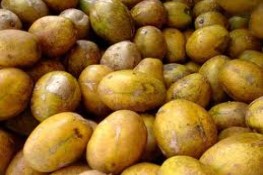 Trái cóc và những công dụng của nó
