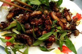 Đến Bình Phước thước thức ve sầu chiên gòn